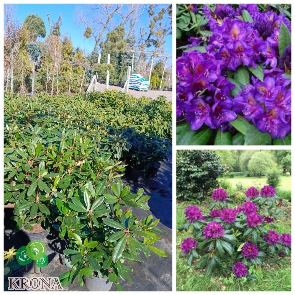 Саджанці купити Рододендрон гібридний  (Rhododendron hybriden) 'Marcel Menard' / Контейнер С  5 L