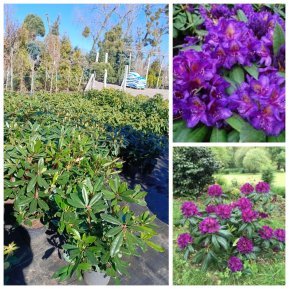 Рододендрон гібридний  (Rhododendron hybriden) 'Marcel Menard' / Контейнер С  5 L