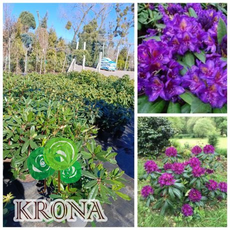 Саджанці купити Рододендрон гібридний  (Rhododendron hybriden) 'Marcel Menard' / Контейнер С  5 L