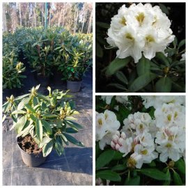 Рододендрон якушиманський (Rhododendron yakushimanum) "Porzellan" / контейнер C 5 L Рододендрон якушиманський (Rhododendron yakushimanum) "Porzellan" / контейнер C 5 L