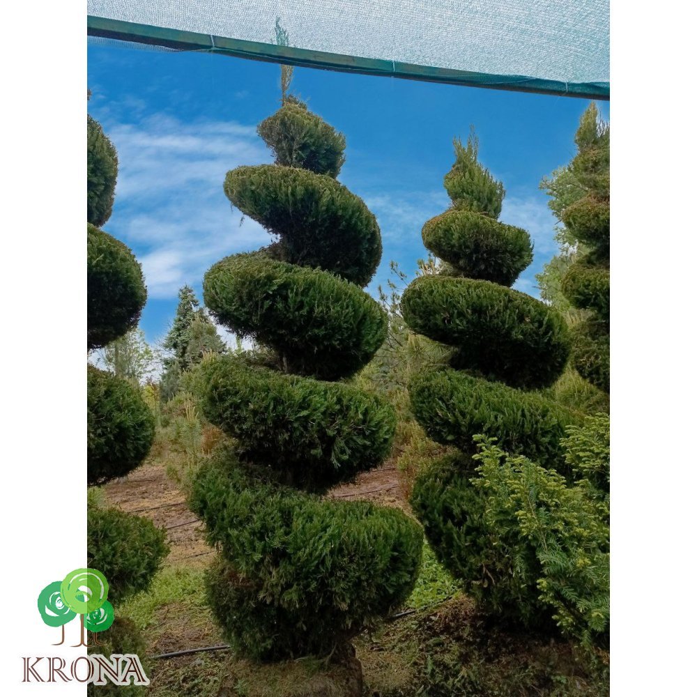 Саджанці купити Ялівець китайський "Спартан" (Juniperus chinensis) "Spartan"  спіраль/ H 250-300 см+ / ком