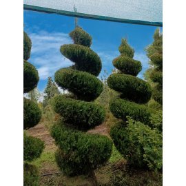 Ялівець китайський "Спартан" (Juniperus chinensis) "Spartan"  спіраль/ H 250-300 см+ / ком