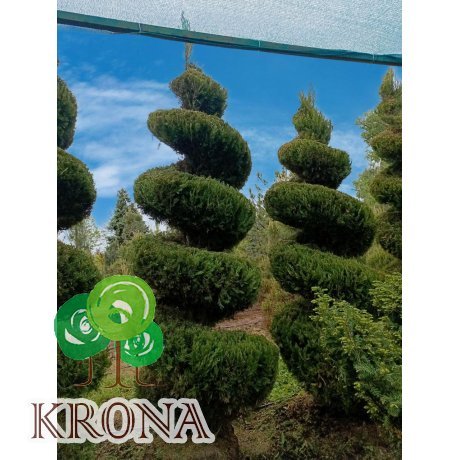 Саджанці купити Ялівець китайський "Спартан" (Juniperus chinensis) "Spartan"  спіраль/ H 250-300 см+ / ком