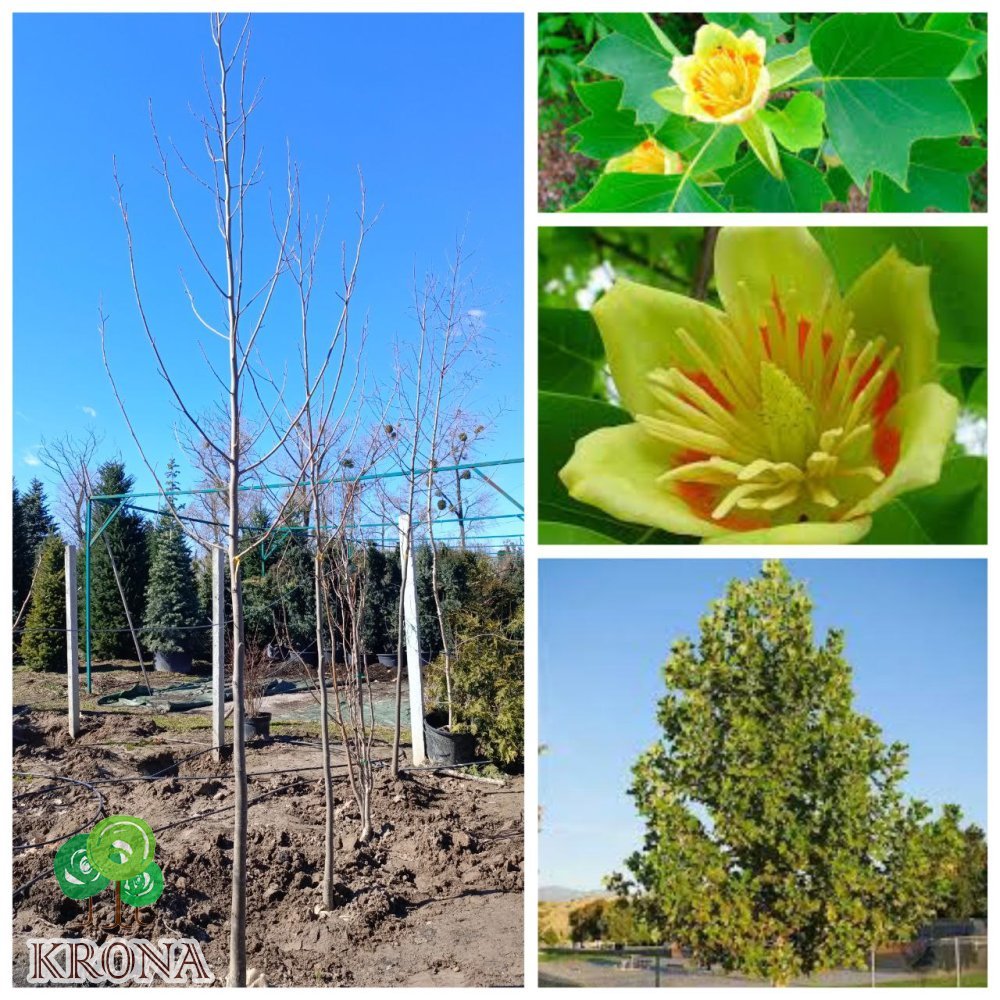 Саджанці купити Тюльпанове дерево (Liriodendron tulipifera) / H 400 + см /НО 10-13 см/ ком