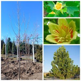Тюльпанове дерево (Liriodendron tulipifera) / H 400 + см /НО 10-13 см/ ком Тюльпанове дерево (Liriodendron tulipifera) / H 400 + см /НО 10-13 см/ ком