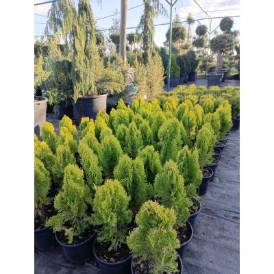 Саджанці купити Туя східна  "Ауреа Нана"/  (Thuja orientalis "Aurea Nana")/Н 25-35 см/контейнер С5  L