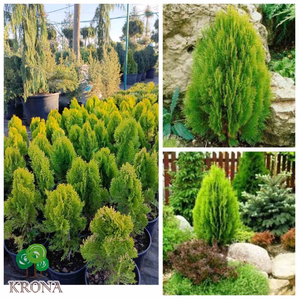 Саджанці купити Туя східна  "Ауреа Нана"/  (Thuja orientalis "Aurea Nana")/Н 25-35 см/контейнер С5  L