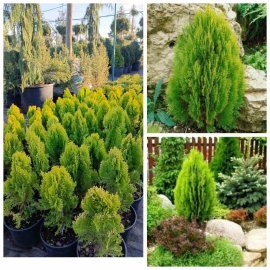 Туя східна  "Ауреа Нана"/  (Thuja orientalis "Aurea Nana")/Н 25-35 см/контейнер С5  L