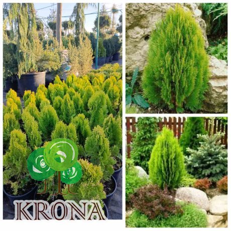 Саджанці купити Туя східна  "Ауреа Нана"/  (Thuja orientalis "Aurea Nana")/Н 25-35 см/контейнер С5  L
