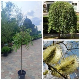 Верба козяча плакуча  "Kilmarnock" (Salix caprea) / Stam 115-130см /  контейнер 12 L