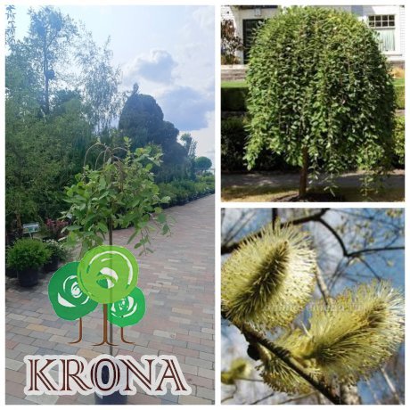 Саджанці купити Верба козяча плакуча  "Kilmarnock" (Salix caprea) / Stam 115-130см /  контейнер 12 L