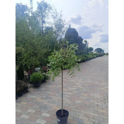 Саджанці купити Верба козяча плакуча  "Kilmarnock" (Salix caprea) / Stam 115-130см /  контейнер 12 L