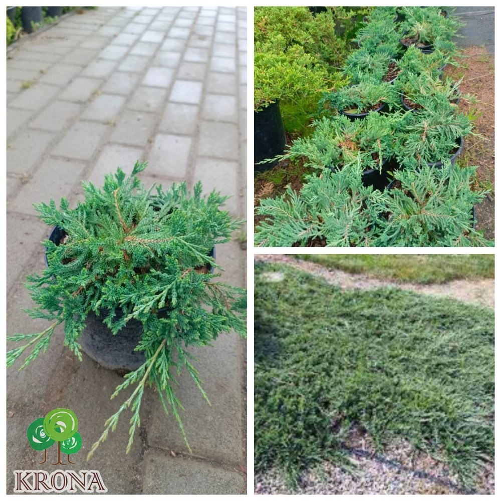 Саджанці купити Ялівець горизонтальний "Вілтоні" (Juniperus horisontalis) "Wiltonii"/контейнер С2  L