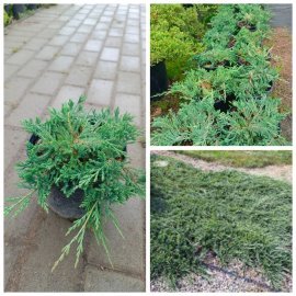 Ялівець горизонтальний "Вілтоні" (Juniperus horisontalis) "Wiltonii"/контейнер С2  L