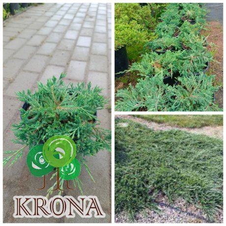 Саджанці купити Ялівець горизонтальний "Вілтоні" (Juniperus horisontalis) "Wiltonii"/контейнер С2  L