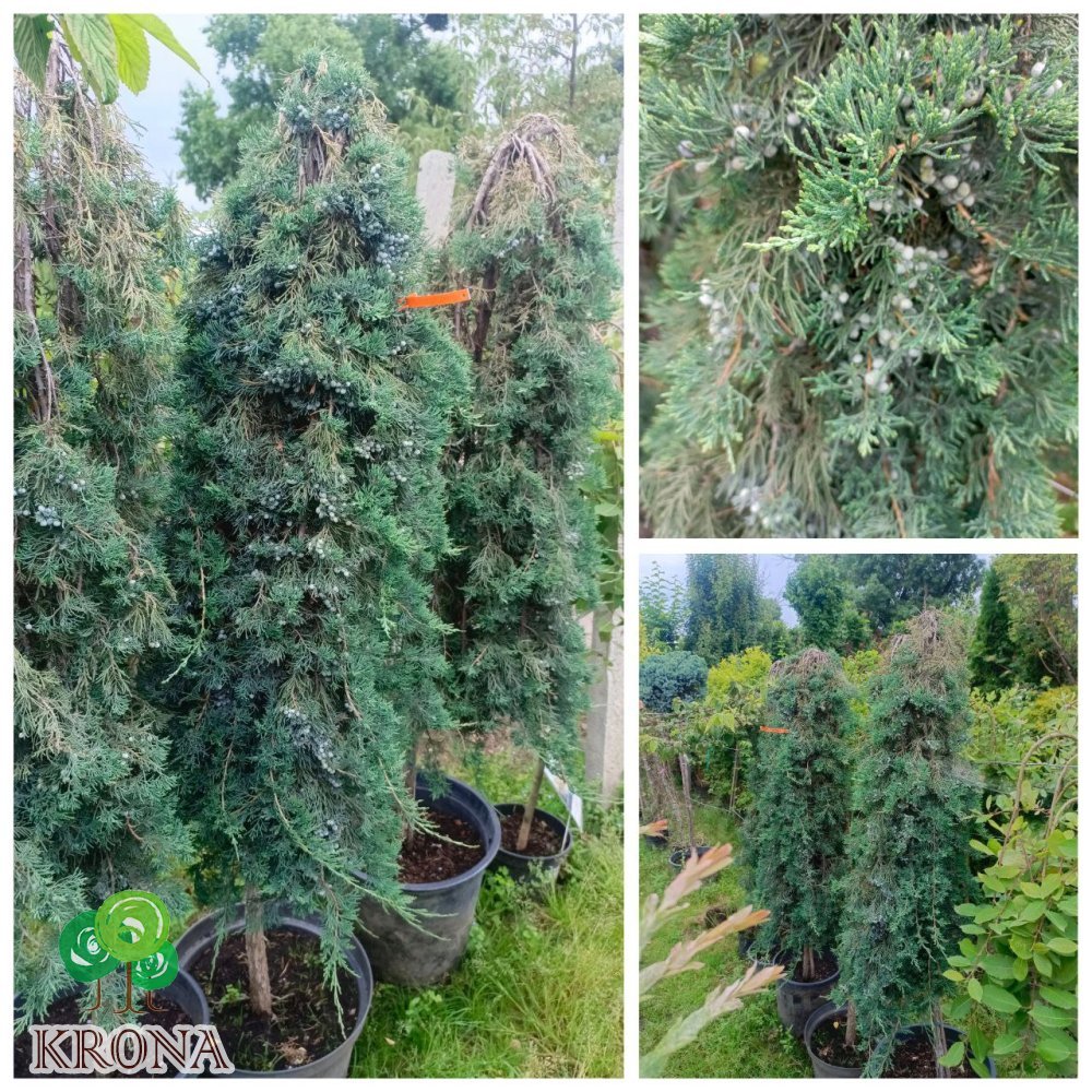 Саджанці купити Ялівець горизонтальний "Вілтоні" на штамбі  (Juniperus horisontalis) "Wiltonii" /Stam 140-160 см/контейнер С 25  L