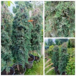 Ялівець горизонтальний "Вілтоні" на штамбі  (Juniperus horisontalis) "Wiltonii" /Stam 140-160 см/контейнер С 25  L