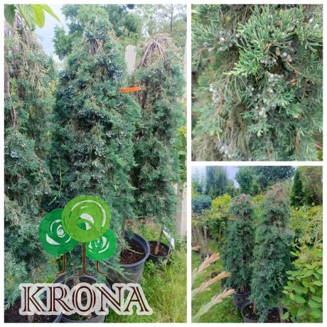 Саджанці купити Ялівець горизонтальний "Вілтоні" на штамбі  (Juniperus horisontalis) "Wiltonii" /Stam 140-160 см/контейнер С 25  L