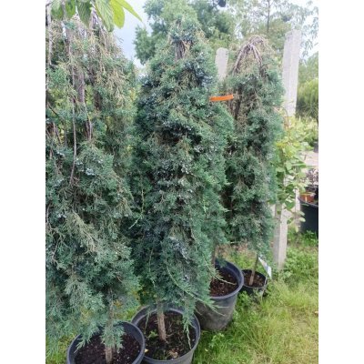 Саджанці купити Ялівець горизонтальний "Вілтоні" на штамбі  (Juniperus horisontalis) "Wiltonii" /Stam 140-160 см/контейнер С 25  L