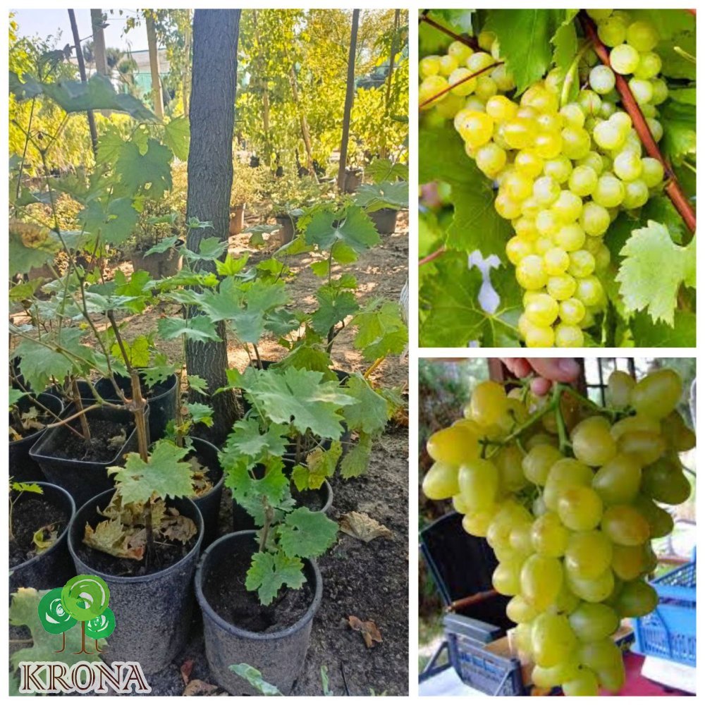 Саджанці купити Виноград столовий "Монарх"/3 роки/ контейнер С 2-3 L