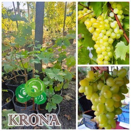 Саджанці купити Виноград столовий "Монарх"/3 роки/ контейнер С 2-3 L