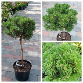 Сосна гачкувата (Pinus uncinata) "Hnizdo"/Stam 40-45 см/контейнер С5 L
