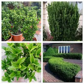 Бересклет японський (Euonymus japonicus) "Benkomasaki" / контейнер С2 L  35-40 см