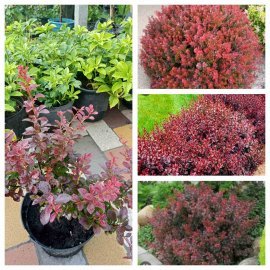 Барбарис Тунберга "Atropurpurea Nana" / контейнер C2 L Барбарис Тунберга "Atropurpurea Nana" / контейнер C2 L