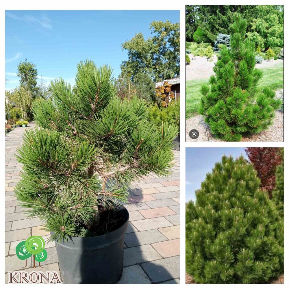 Саджанці купити Сосна Гельдрейха (Pinus heldreichii) "Compact Gem"/H 50-60 см/контейнер