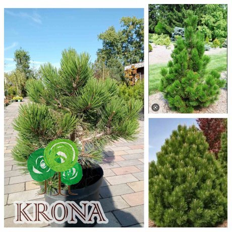 Саджанці купити Сосна Гельдрейха (Pinus heldreichii) "Compact Gem"/H 50-60 см/контейнер