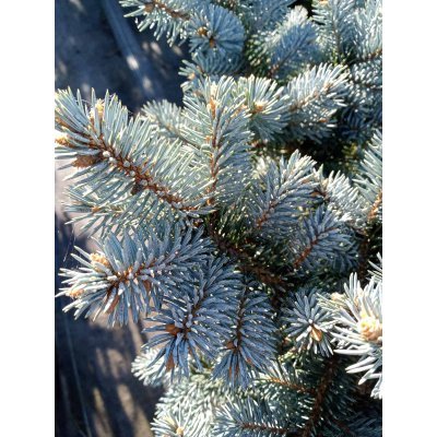 Саджанці купити Ялина колюча "Глаука Глобоза"/ (Picea pungens) "Glauca Globosa" /Н 50хD100*100 см/ контейнер  С 65L