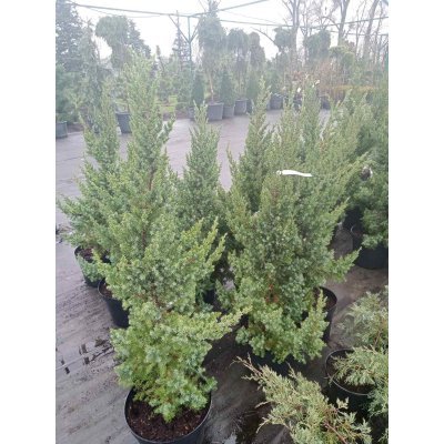 Саджанці купити Ялівець китайський (Juniperus chinensis) "Monarch" /Н 100-130 см/контейнер С12-15 L