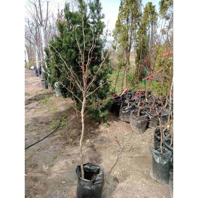 Саджанці купити Глід колючий (Crataegus laevigata)/"Звичайний" H 120-150 см/ контейнер С 7.5 L