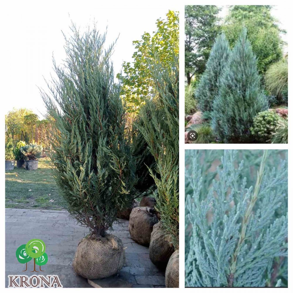 Саджанці купити Ялівець скельний (Juniperus scopulorum) "Moonglow" / H 150-160 см / ком