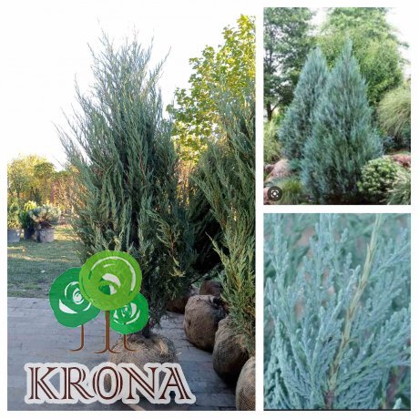 Саджанці купити Ялівець скельний (Juniperus scopulorum) "Moonglow" / H 150-160 см / ком