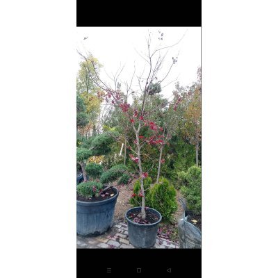 Саджанці купити Клен пальмолистий (Acer palmatum) "Red Emperor" /Н 240 см/контейнер C35 L