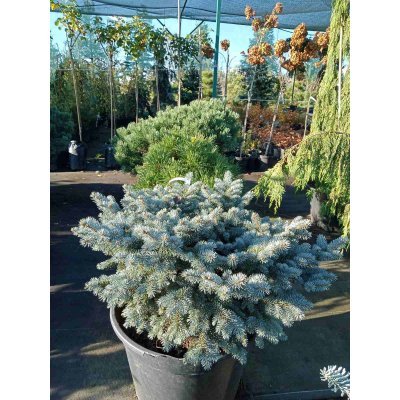 Саджанці купити Ялина колюча "Глаука Глобоза"/ (Picea pungens) "Glauca Globosa" /Н 50хD100*100 см/ контейнер  С 65L