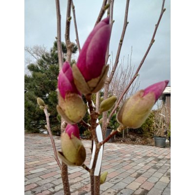 Саджанці купити Магнолія (Magnolia) "Fragrant Cloud"/Н 125-150 см/контейнер С20 L