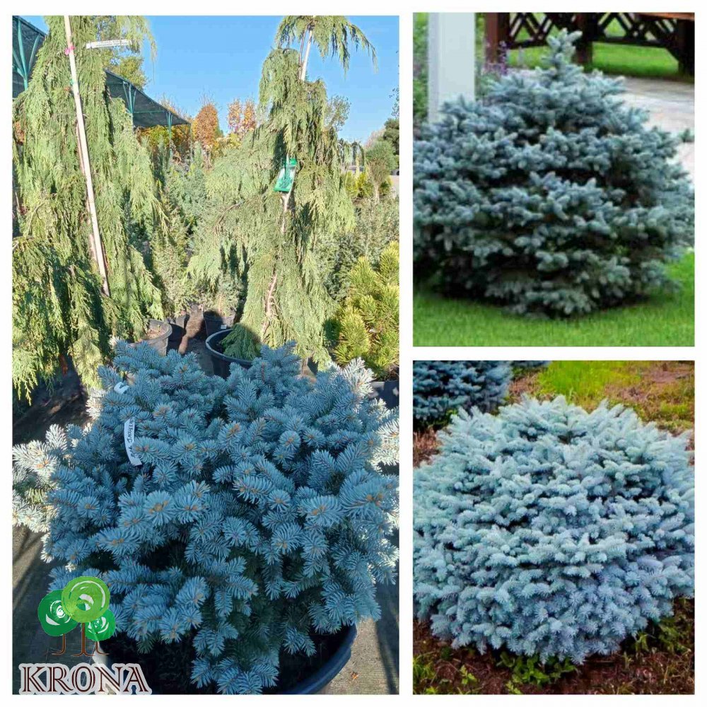 Саджанці купити Ялина колюча "Глаука Глобоза"/ (Picea pungens) "Glauca Globosa" /Н 50хD100*100 см/ контейнер  С 65L