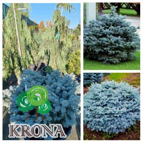 Саджанці купити Ялина колюча "Глаука Глобоза"/ (Picea pungens) "Glauca Globosa" /Н 50хD100*100 см/ контейнер  С 65L