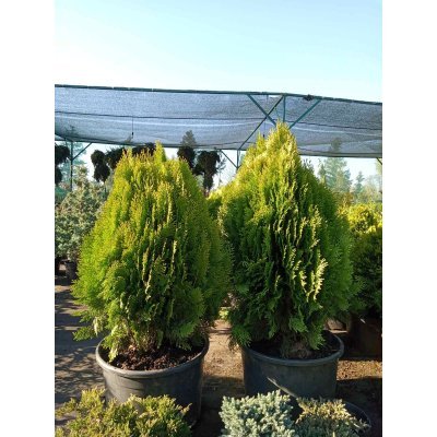 Саджанці купити Туя східна  "Ауреа Нана"/  (Thuja orientalis "Aurea Nana") /Н 80-90 см/ контейнер  35 L