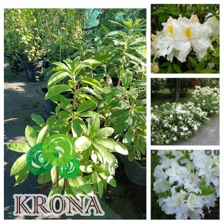 Саджанці купити Рододендрон листопадний/ азалія великоквіткова (Rhododendron hybrid) "Oxydol" /Н 30-50 см / контейнер С5 L