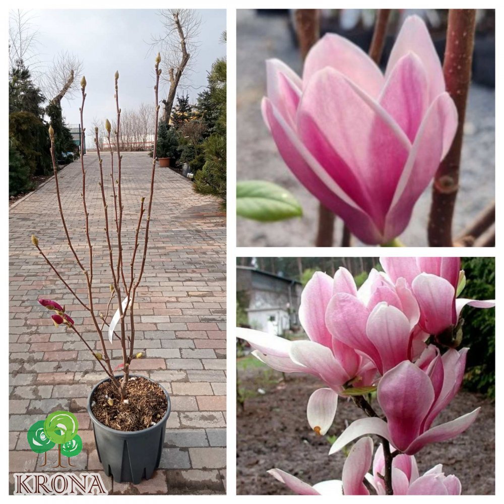 Саджанці купити Магнолія (Magnolia) "Fragrant Cloud"/Н 125-150 см/контейнер С20 L