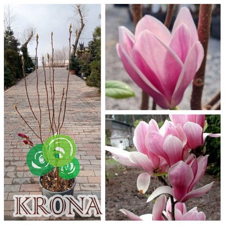 Саджанці купити Магнолія (Magnolia) "Fragrant Cloud"/Н 125-150 см/контейнер С20 L