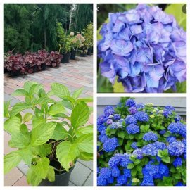 Гортензія крупнолистова "Меджикал Блю Белс"/ (Hydrangea macropylla) "Magical Blue Bells"/контейнер С10 L