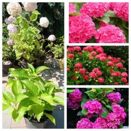 Гортензія крупнолистова (Hydrangea macropylla) "Masja"/контейнер С5 L