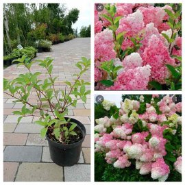 Гортензія волотиста "Ваніла Фрайз" / (Hydrangea paniculata) "Vanille-Freise"/ контейнер С 5 L Гортензія волотиста "Ваніла Фрайз" / (Hydrangea paniculata) "Vanille-Freise"/ контейнер С 5 L