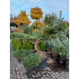 Ялівець віргінський (Juniperus virginiana) "Hetz" бонсай /нівакі /H 110 см/ D 170 см /контейнер Ялівець віргінський (Juniperus virginiana) "Hetz" бонсай /нівакі /H 110 см/ D 170 см /контейнер
