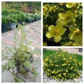 Перстач кущовий "Кетрін Дюкс"  (Potentilla fruticosa)   "Katherine Dykes"/ контейнер С5 L