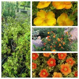 Перстач чагарниковий  "Сансет" (Potentilla fruticosa) "Sunset"/ контейнер С3 L